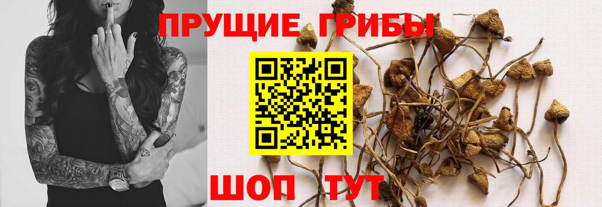 Галлюциногенные грибы мицелий Вольск